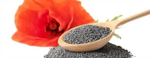 California Poppy (Poppy Seed)