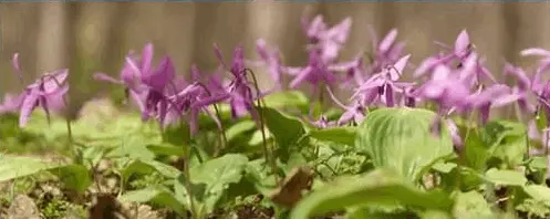 Corydalis (Yanhusuo Plant)