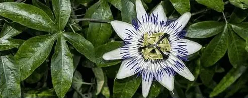 Passionflower