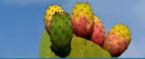 Prickly Pear